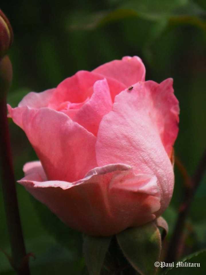 "Pink Rose 1" - Paul Militaru Photography