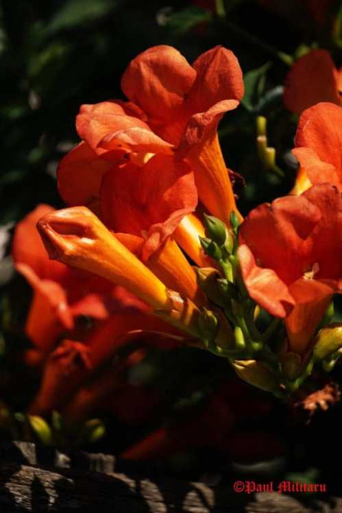 "Turk Pipe 1" - Paul Militaru Photography