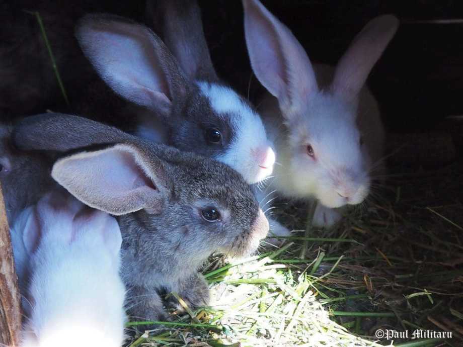 "Three Friends" - Paul Milataru Photography