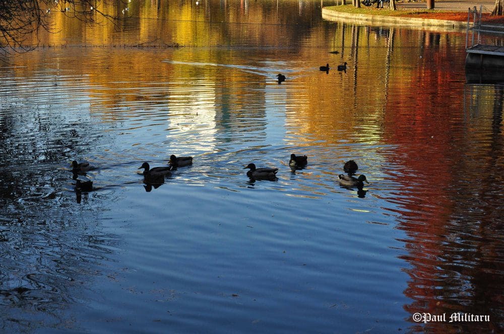 "Joy on the Lake" - Paul Militaru Photography