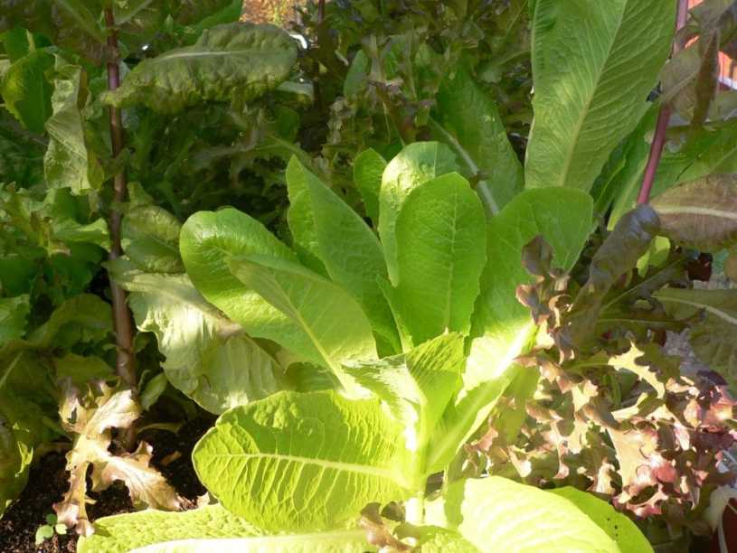 fallgarden20161016-2