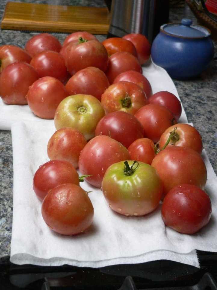 tomatoes2-July14