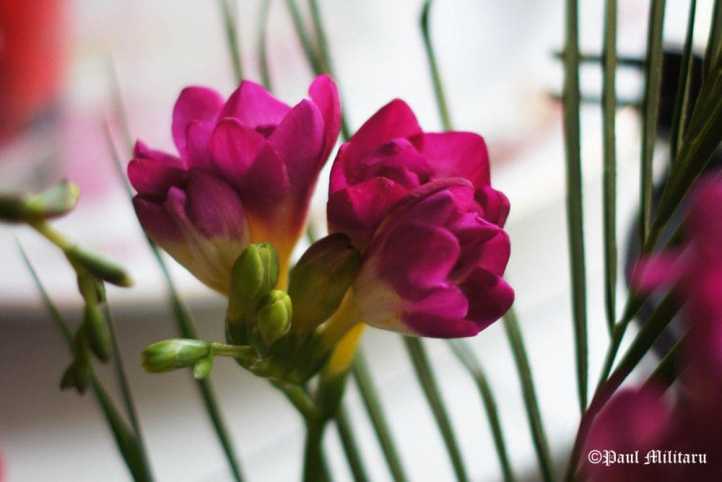freesias-paul