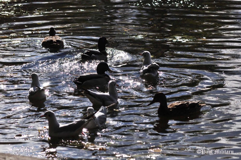 paul-birds-and-stars