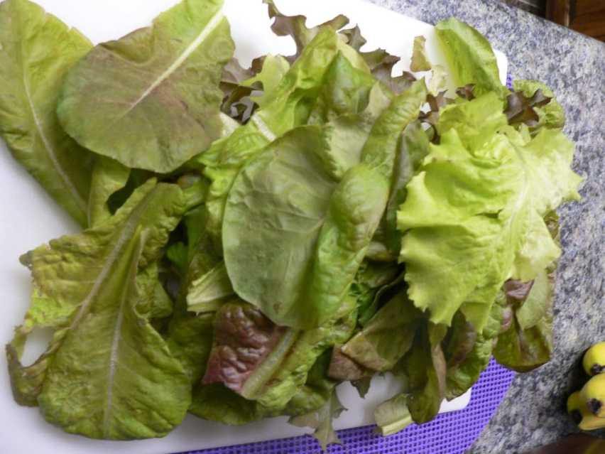 saladblendlettuce20161022