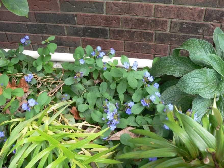 prettylittleblueflowers