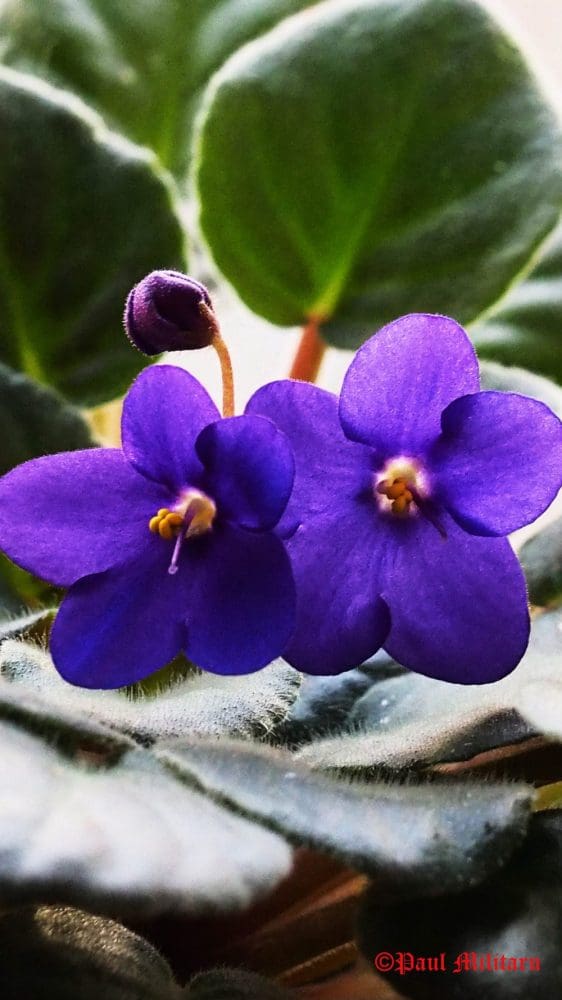 "Beautiful Blue Eyes - Parma Violets 3" - Paul Militaru Photography