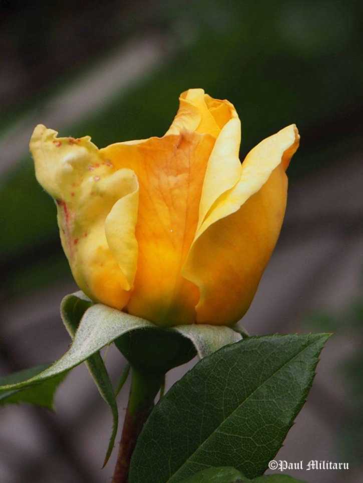 "Yellow 1" - Paul Militaru Photography