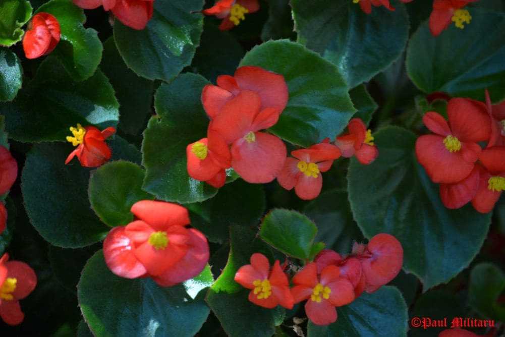 paul-ornamental-flowers1