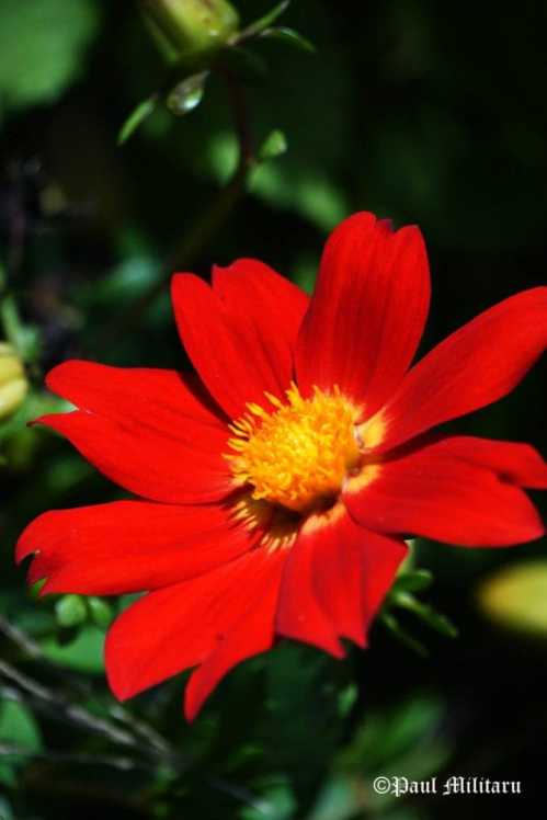 gazania-3-paul