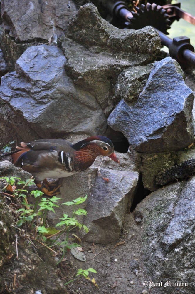paul-curious-mandarin-duck