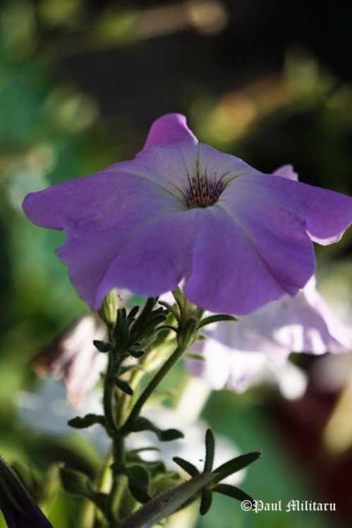 paul-light-purple-petunia