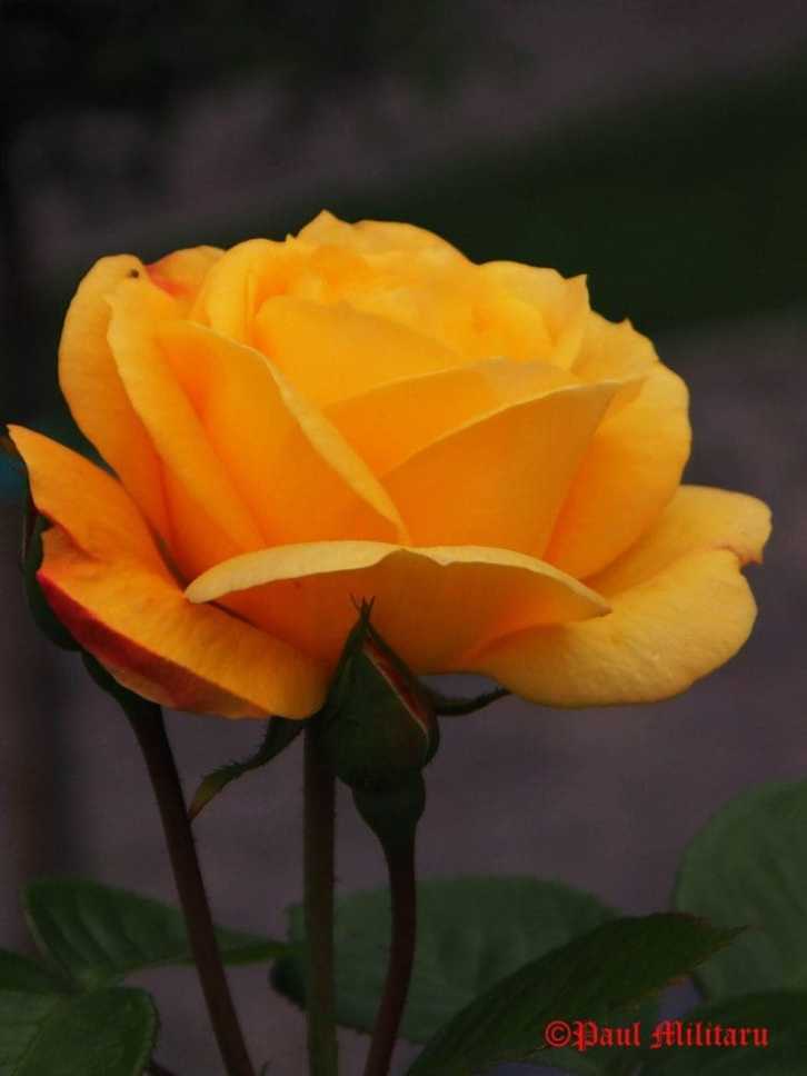 "Yellow Rose" - Paul Militaru Photography