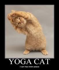 Yoga Cat