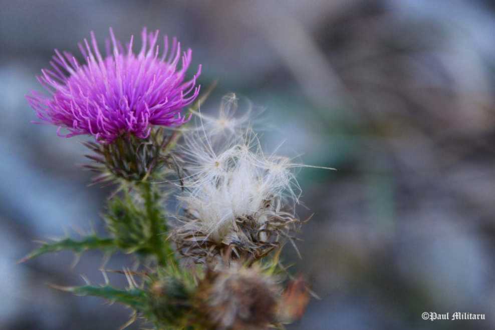 "Spin Flower" - Paul Militaru Photography