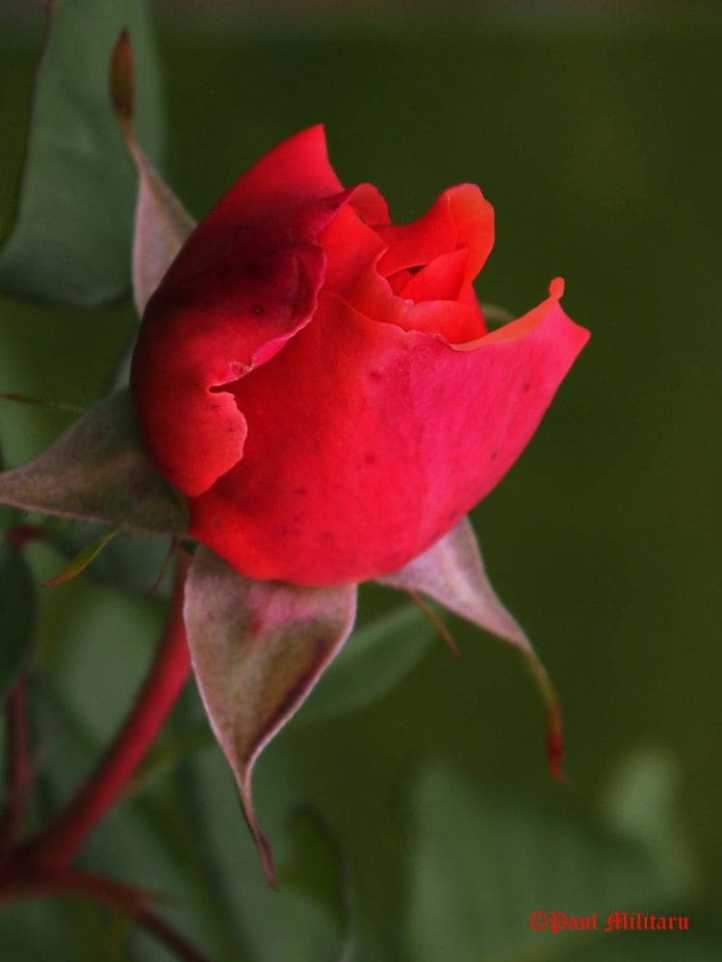 "Red Rose" - Paul Militaru Photography