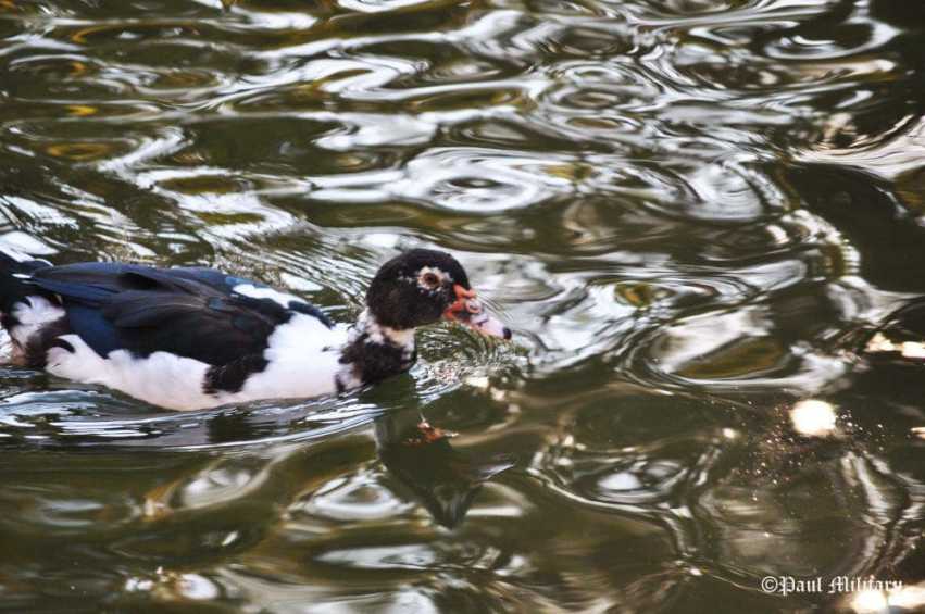 "Swimming in Troubled Waters" - Paul Militaru Photography