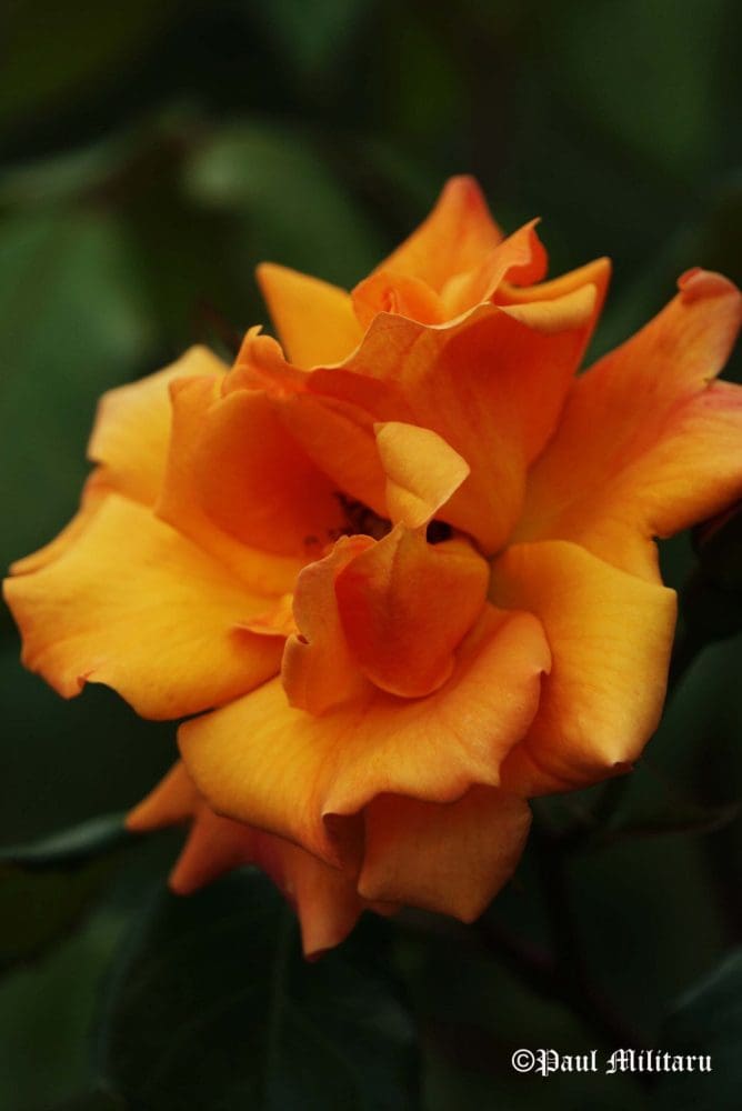 "Orange 1" - Paul Militaru Photography