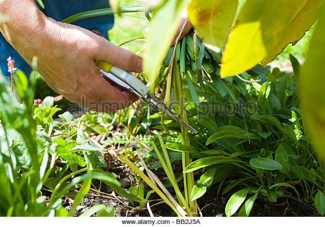 pruning-alamy
