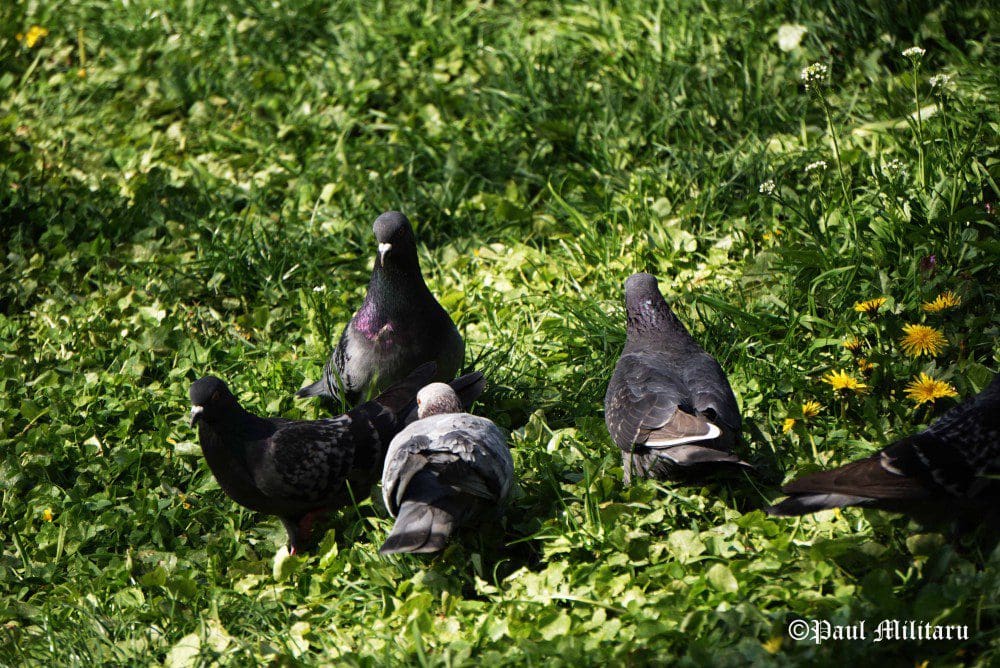 "Press Conference" - Paul Militaru Photography