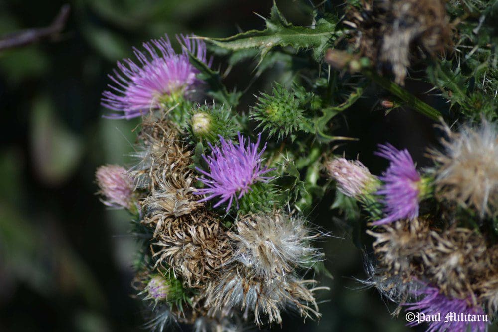 "Flower Thorns" - Paul Militaru Photography