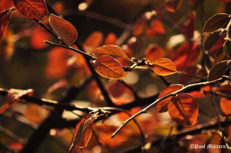 fall-already-rust-paul