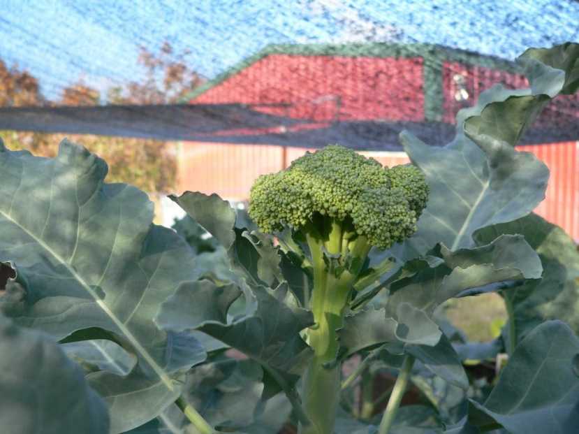 fallgarden20161016-3