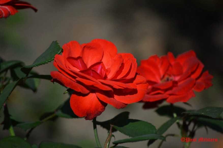paul-passionate-love-red-rose