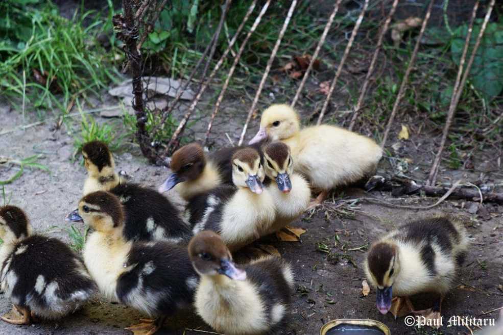 paul-little-brothers-and-sisters