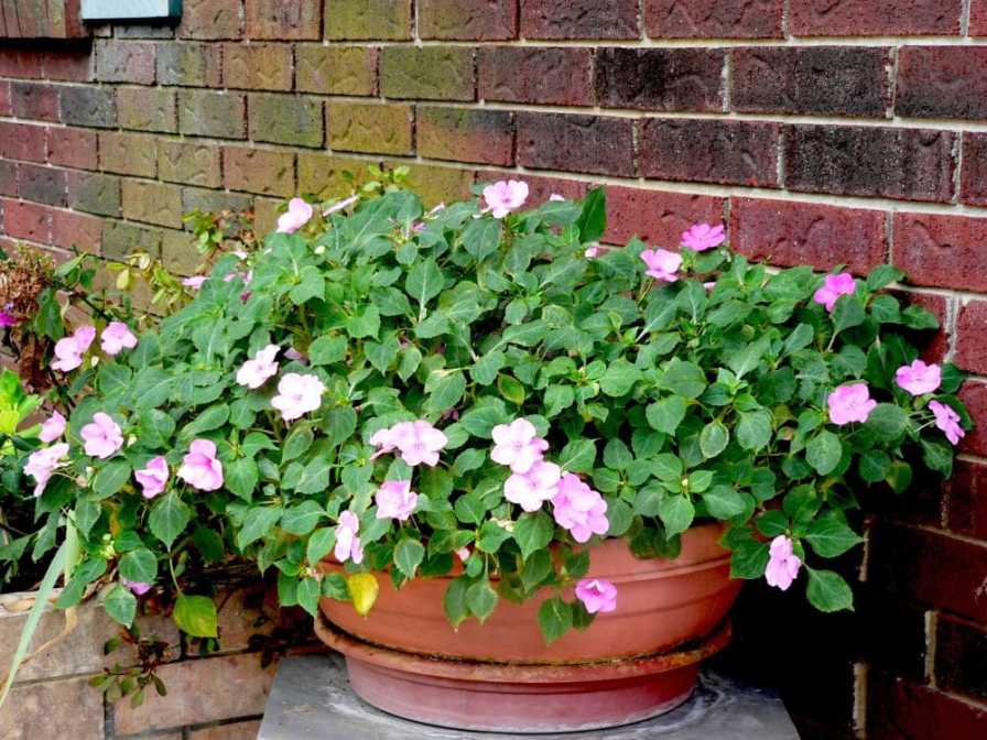 impatiens