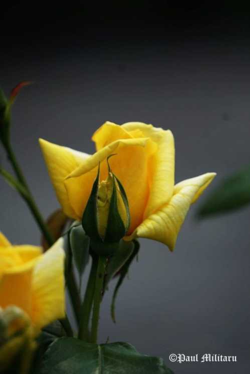 "Yellow Rose" - Paul Militaru Photography