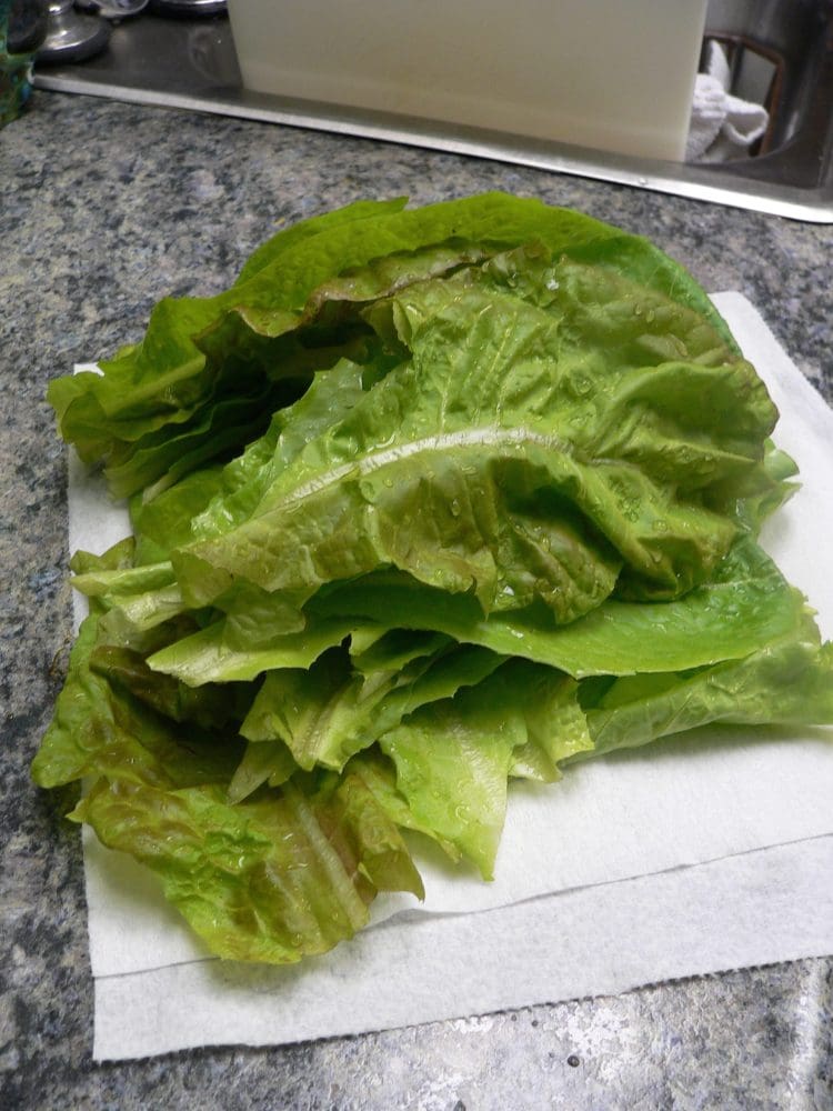 lettuce