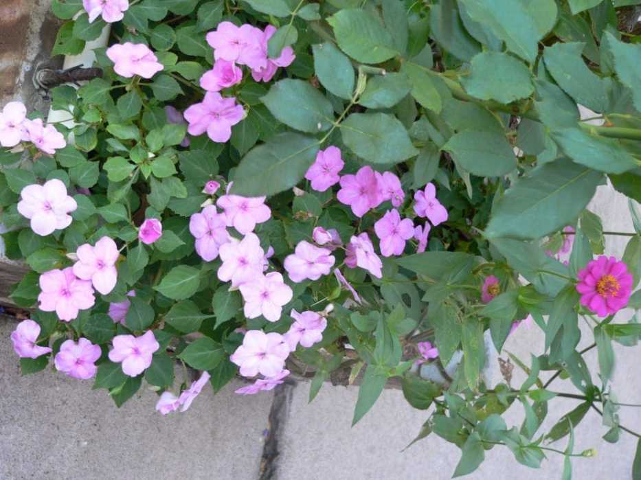 f-impatiens