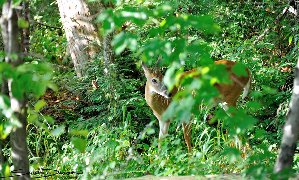 Smoky Mountain Trip - Sergio Dardon