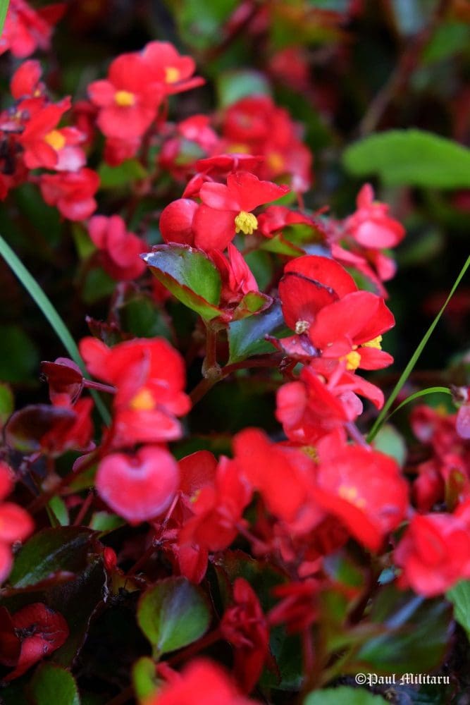 "Ornamental Flowers" - Paul Militaru Photography