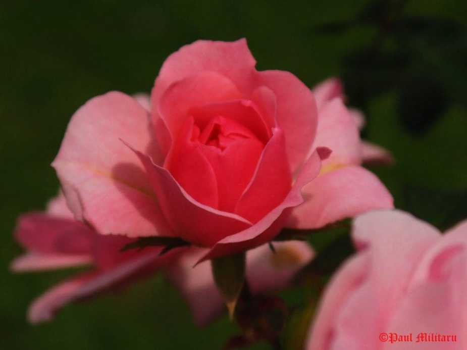 "Pink Rose" - Paul Militaru Photography