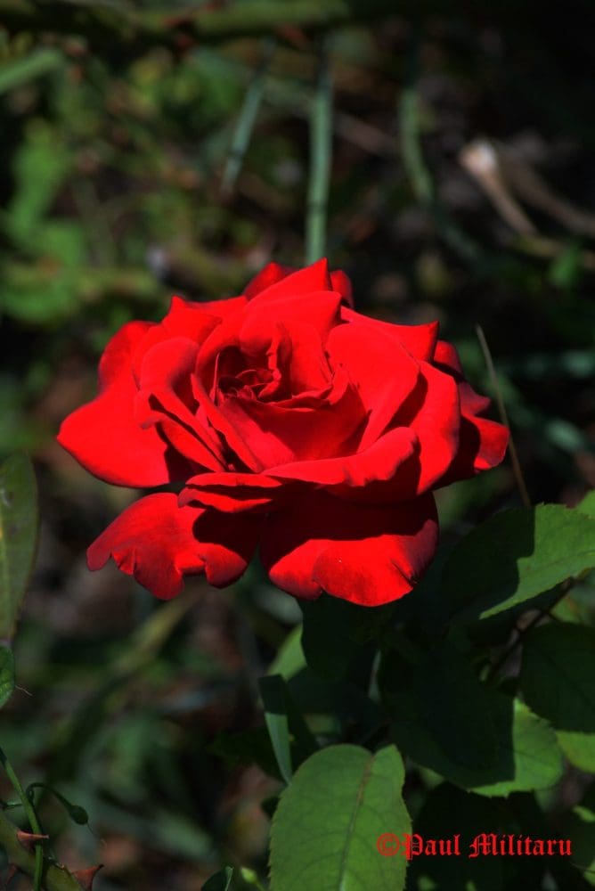 "Red Velvet" - Paul Militaru Photography
