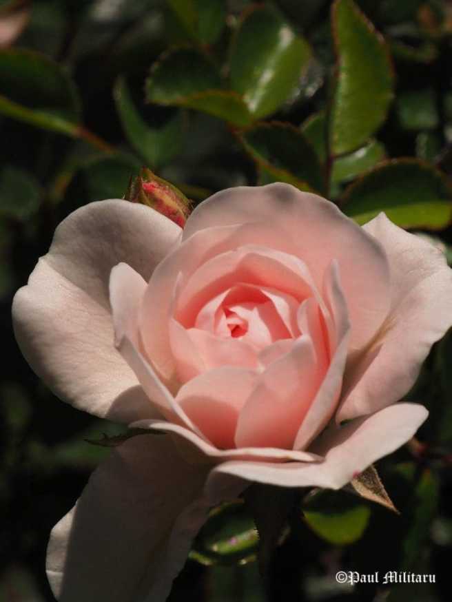 paul-beauties-of-mother-nature5