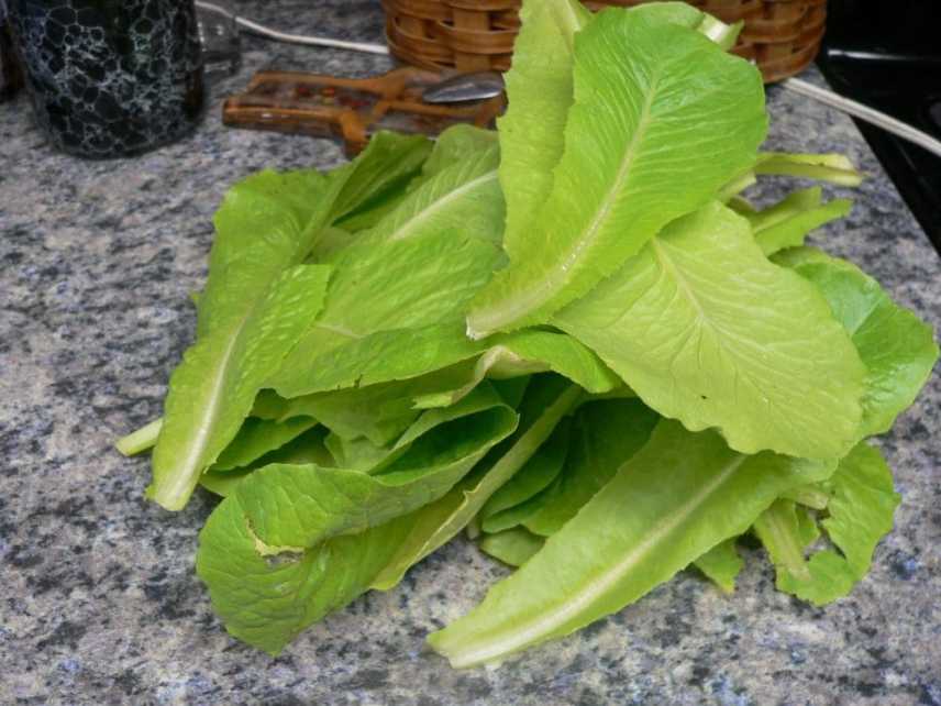 headlettuce20161022