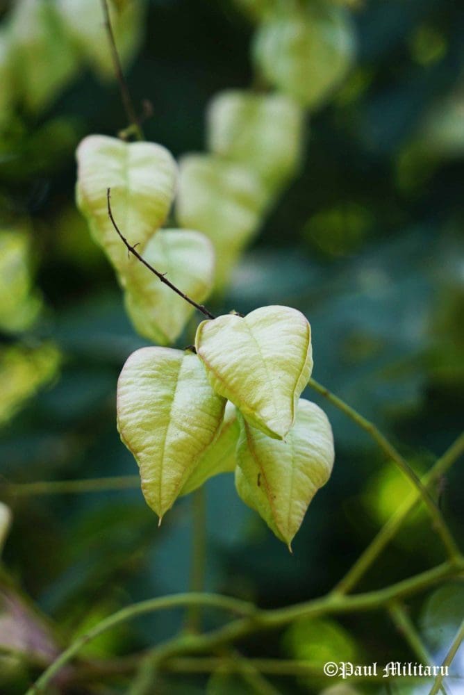 "Leaves" - Paul Militaru Photography