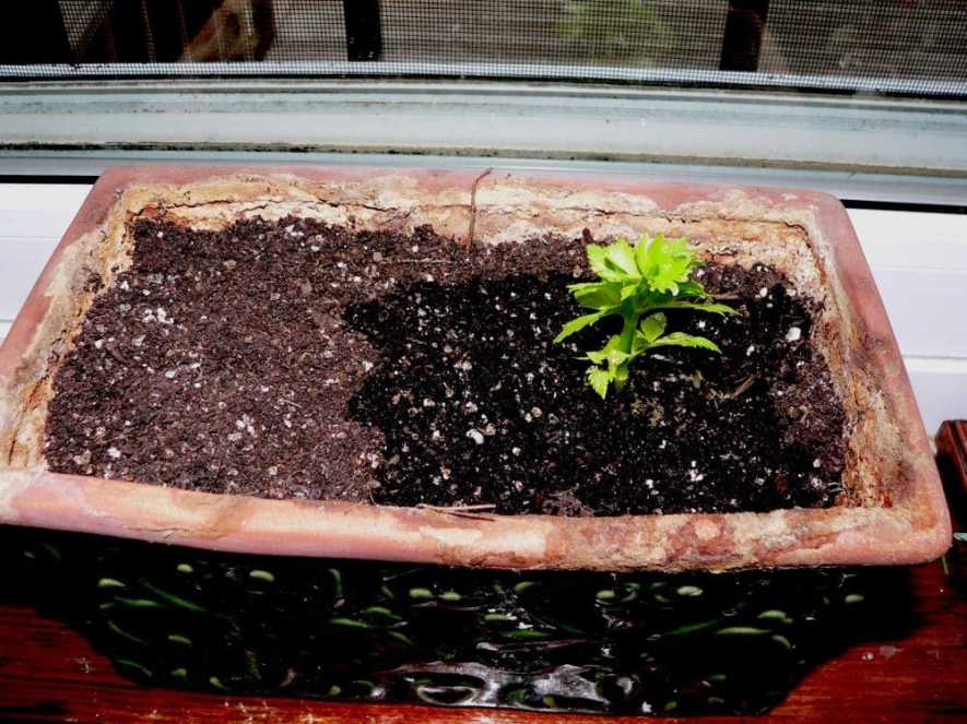 celeryplants2