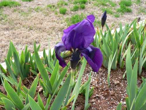 Purple Iris