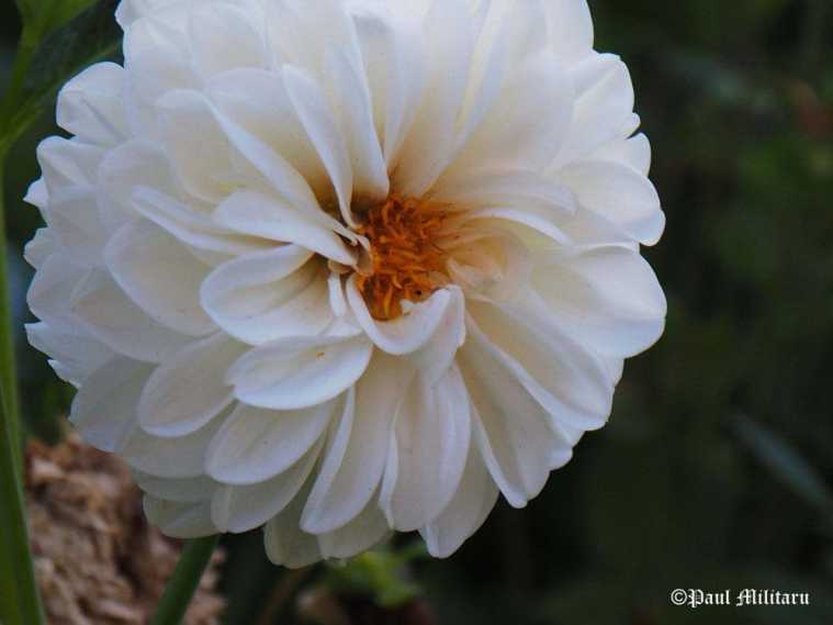 paul-chrysanthemums-11