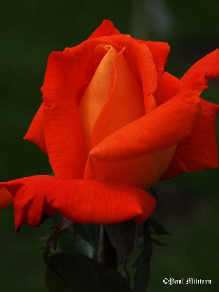 "Rose 51" - Paul Militaru Photography