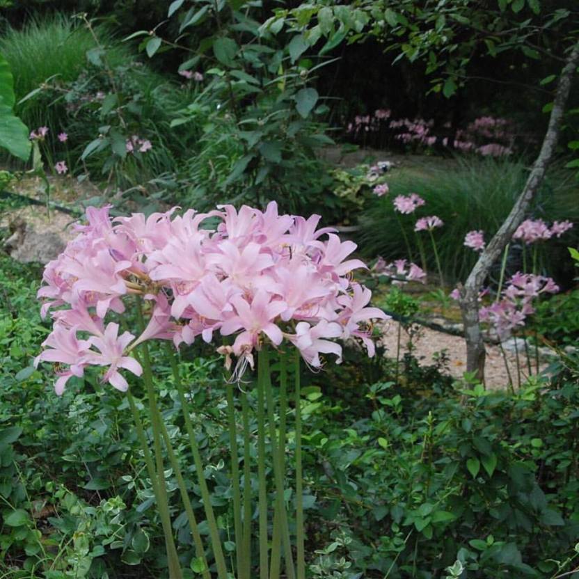  -Eureka Springs AR via Cindy Bassnett Thurman