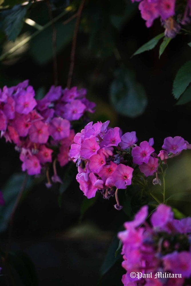 "A Deep Purple" - Paul Militaru Photography