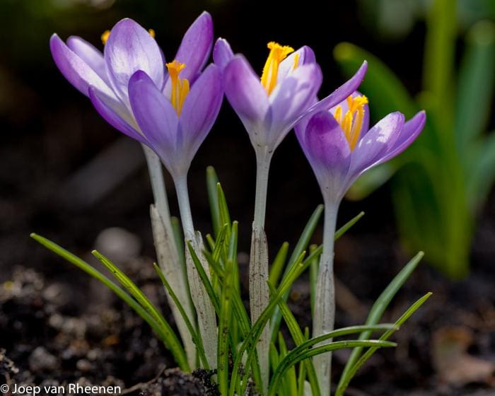 Joep van Heenen via Akiva Huber