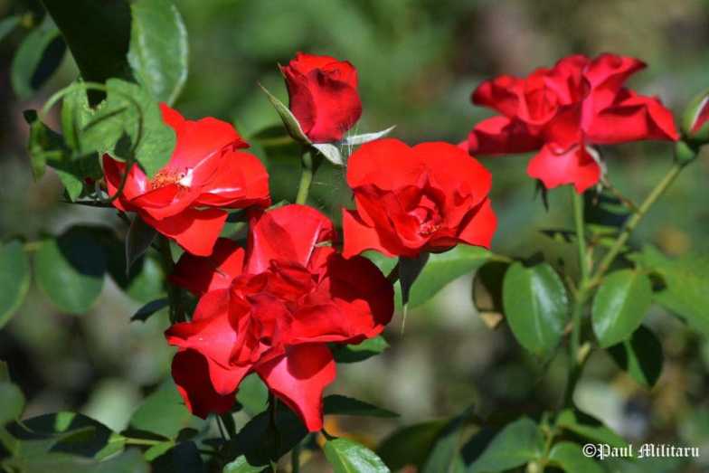 wow-wild-red-roses-paul