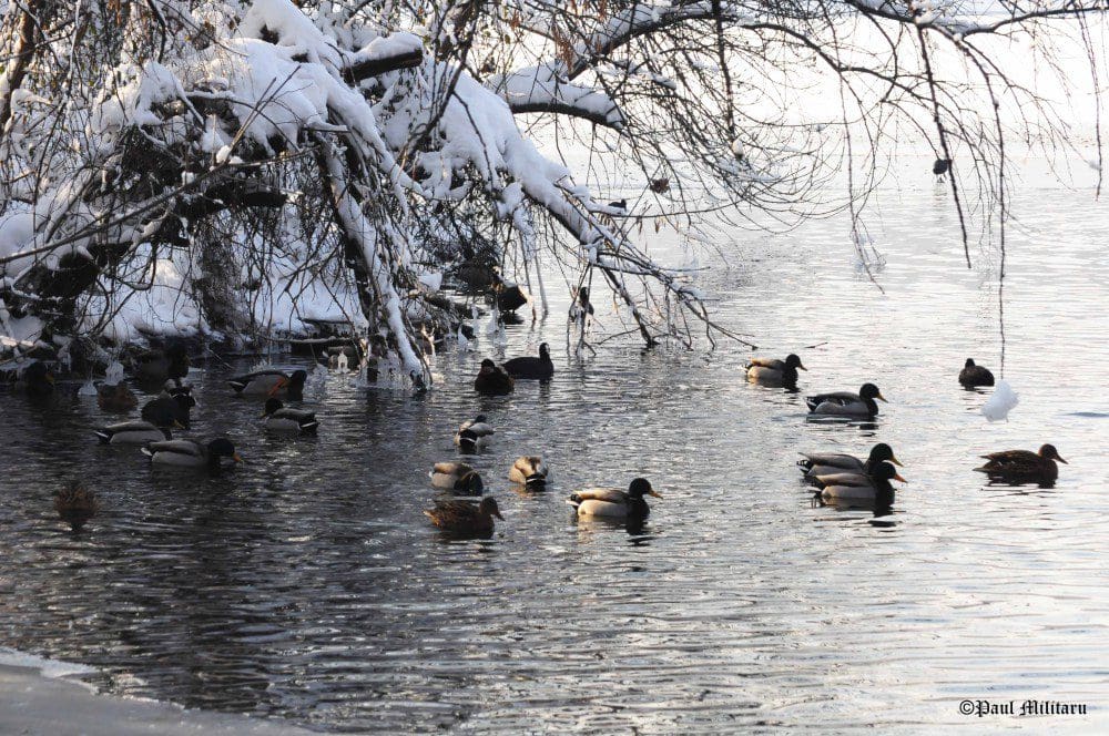 "Winter Shelter" - Paul Militaru Photography