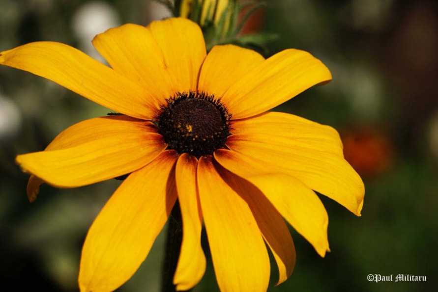 "Yellow Gazania"- Paul Militaru Photography